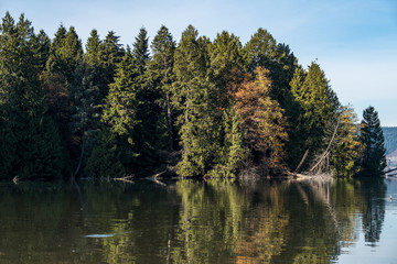 dense green pine forest in the park with reflection on the water surface on the lake under cloudy blue sky