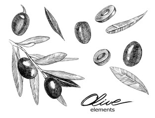 Set of olives. Olive branch, olive fruit, pieces and leaves. Graphics. Hand drawn