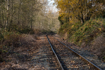 railway track covered by fall leaves near the park with trees and bushes on both side with beautiful autumn colour