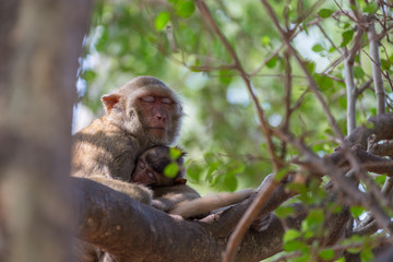 Monkey take a rest on the tree