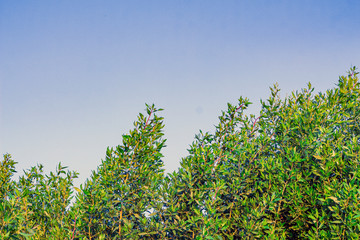 Green Bush, Green Leaves Against Blue Sky