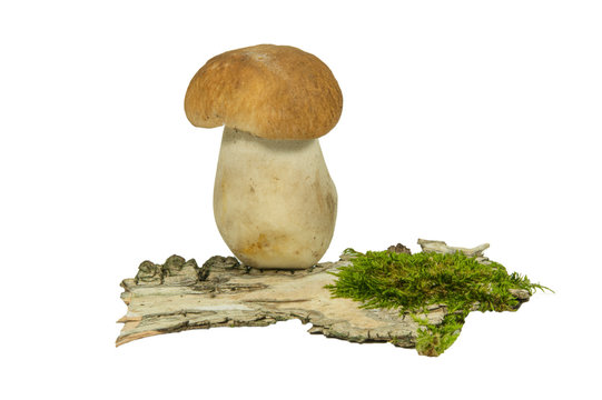 Fresh Boletus mushrooms and moss isolated on white