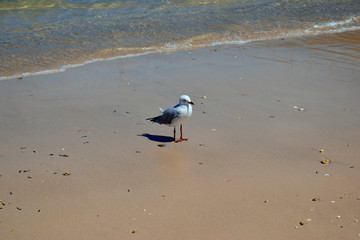 seagull on the beach