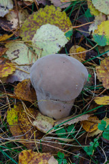 Big beautiful edible mushroom raincoat in the forest.