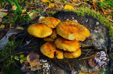 Edible mushrooms mushrooms grew on a stump in the forest.