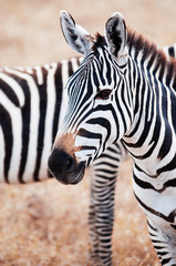 Naklejka premium Zebra head shot in golden grass field in Ngorongoro, Serengeti Tanzania Savanna forest