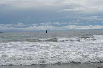 Beautiful Pelican flying and fishing in the beaches of Costa Rica