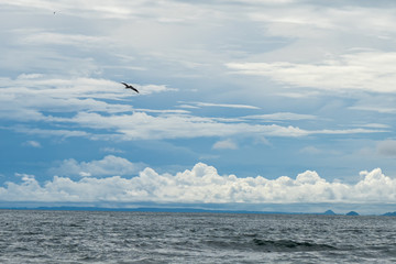 Beautiful Pelican flying and fishing in the beaches of Costa Rica