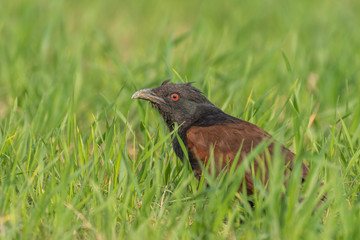 blackbird in the grass