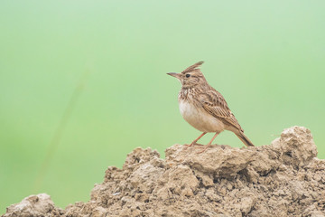 bird on beach