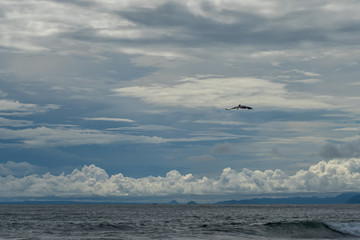 Beautiful Pelican flying and fishing in the beaches of Costa Rica