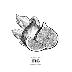 Vector background with figs. Hand drawn. Vintage style