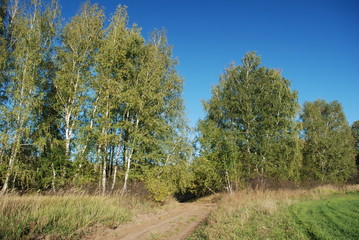 forest road
