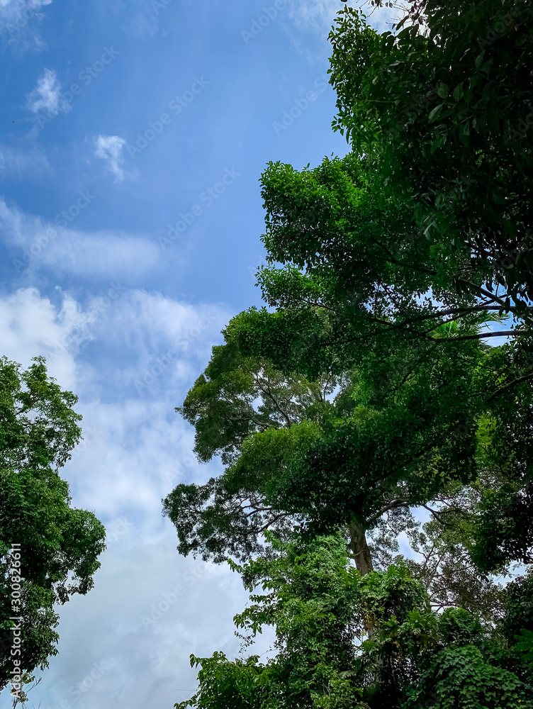 Wall mural bottom view of green tree in tropical forest with bright blue sky and white cloud. bottom view of tr