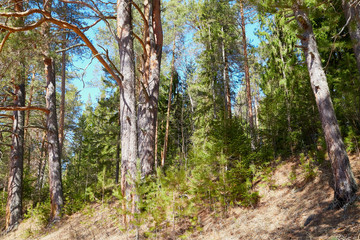 Pine forest in the beginning of spring under the snow. Winter landscape with trunk of pine trees in sunny day