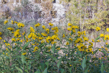 A lot of yellow wildflowers in abandoned town