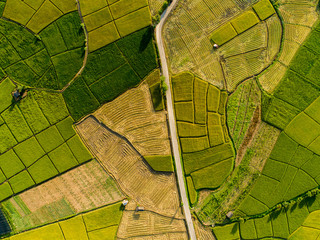 Above golden paddy field during harvest season. Beautiful field sown with agricultural crops and...
