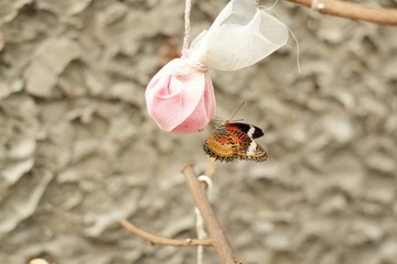 Beautiful butterfly eating syrup in nest bag.