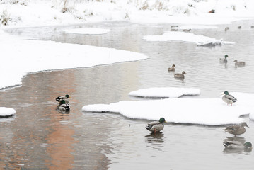 Mallard ducks on a snow-covered city pond in winter