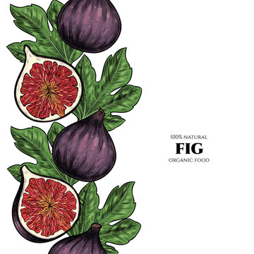 Vector frame with figs. Hand drawn. Vintage style