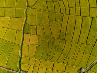 Above golden paddy field during harvest season. Beautiful field sown with agricultural crops and...