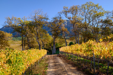 Autumn vines and oak trees, beautiful fall colors in Cape Town vineyard.