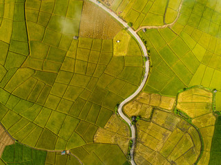 Above golden paddy field during harvest season. Beautiful field sown with agricultural crops and photographed from above. top view agricultural landscape areas the green and yellow rice fields. - Powered by Adobe