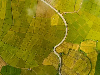 Tuinposter Above golden paddy field during harvest season. Beautiful field sown with agricultural crops and photographed from above. top view agricultural landscape areas the green and yellow rice fields. © ATKWORK888