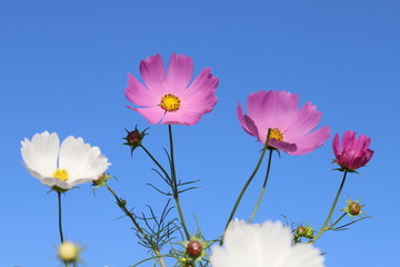 青空に映えるコスモスの花