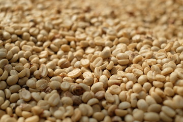 Unrosted dry coffee bean exposed in daylight background.