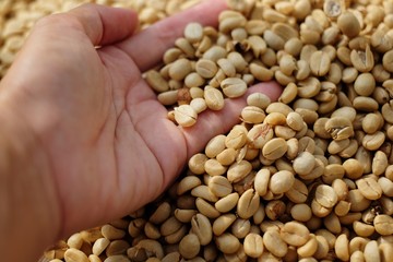 Unroasted or green coffee beans on hand.