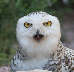 Aggressive Snowy Owl