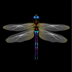 dragonfly on black background