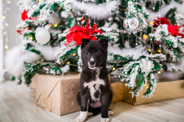 cute puppy Christmas present under the tree
