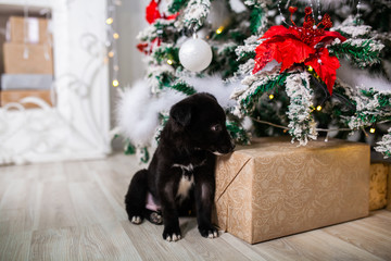 cute puppy Christmas present under the tree