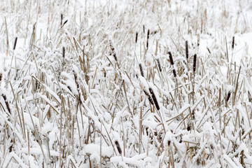 Dry reeds covered in snow on a winter day