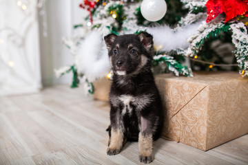 Fototapeta na wymiar cute puppy Christmas present under the tree