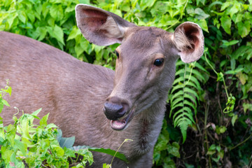 Dear in safari park