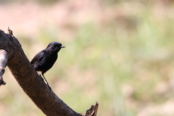 bird on a branch