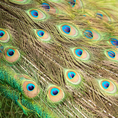 Fototapeta premium Detailed close up of beautiful peacock feathers