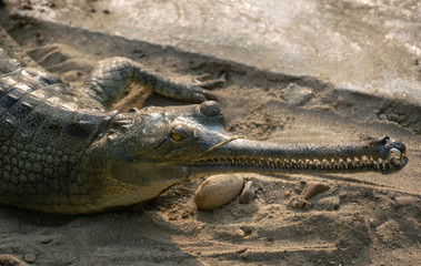 gharial crocodile