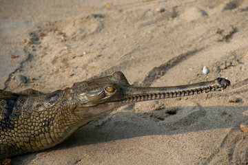 Gharial