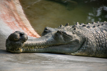 Crocodile