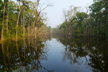 Fototapeta na wymiar jungle tree lake