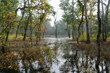 Trees and water