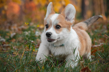 cute puppy welsh corgi pembroke breed in autumn fall park. Happy running dog