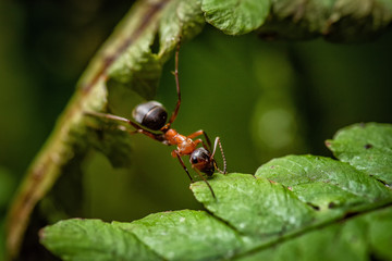 Closeup of red ant on a green leaf of fern