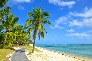 Kokospalmen op het tropische zandstrand van het eiland Mauritius. Indische Oceaan.