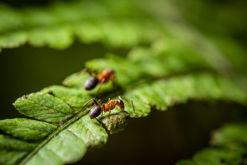 Closeup of red ant on a green leaf of fern