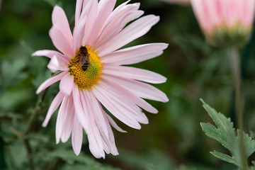 Pink chrysanthemum closeup in garden with bee